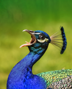 burung-merak 23 senarai